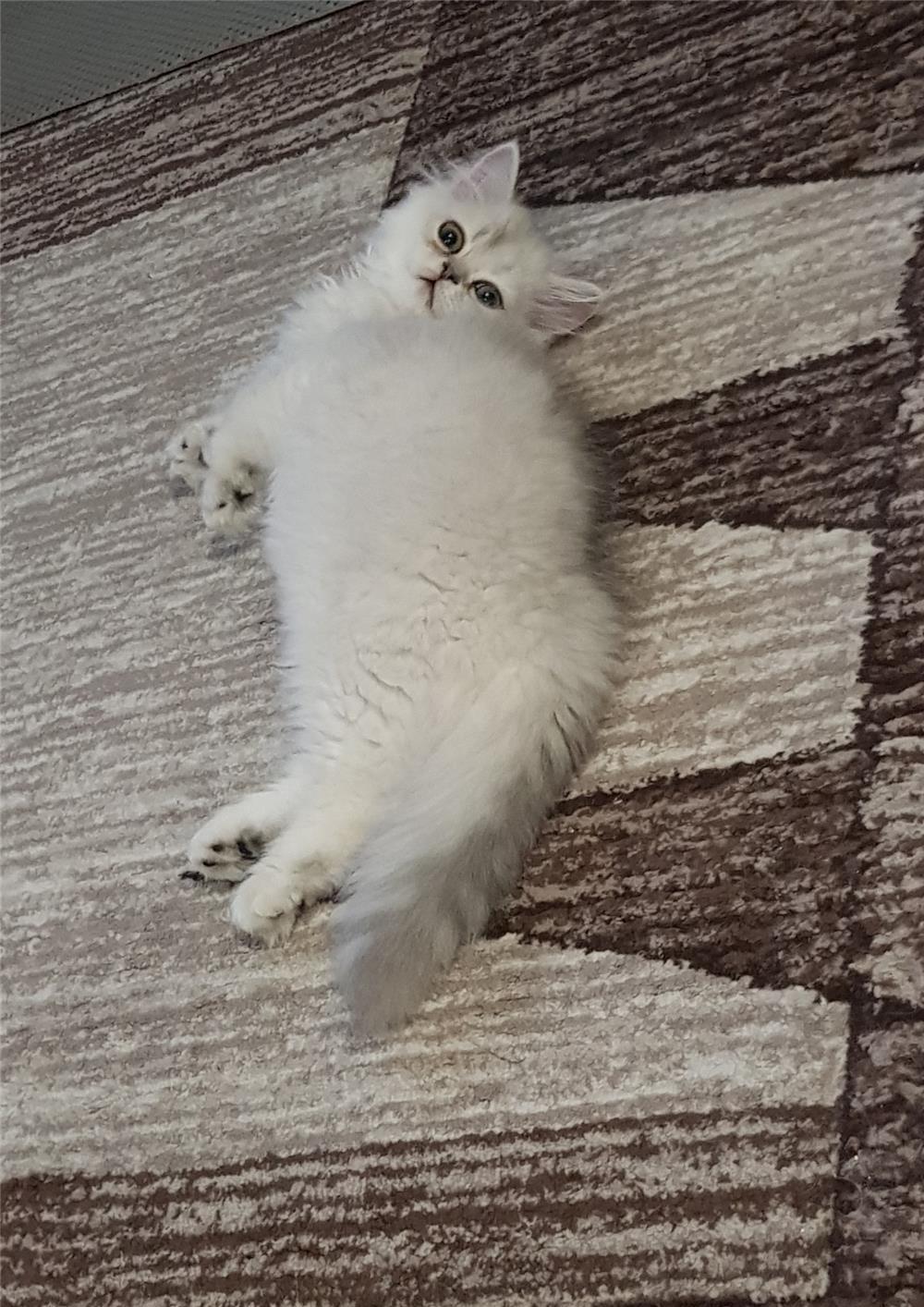 Pisoi persan chinchilla silver light ns.12