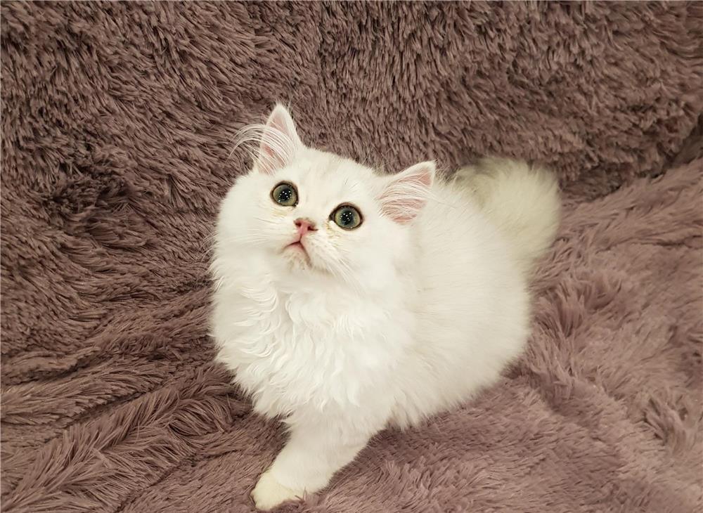 Pisoi persan chinchilla silver light ns.12