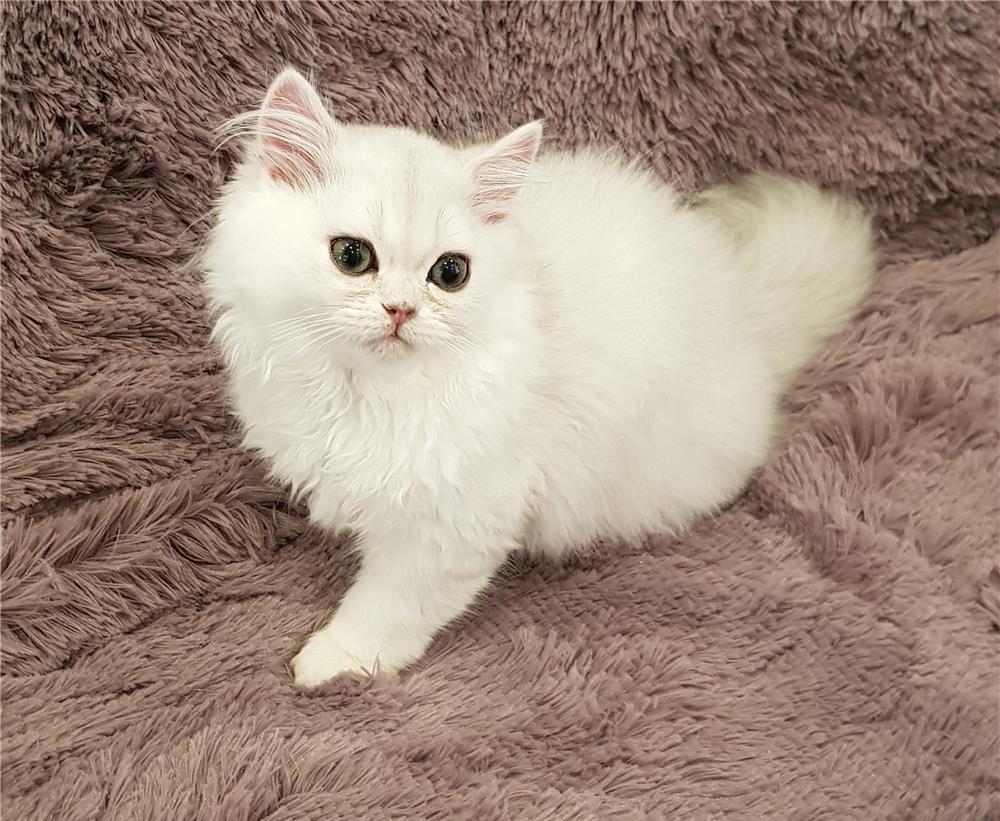 Pisoi persan chinchilla silver light ns.12