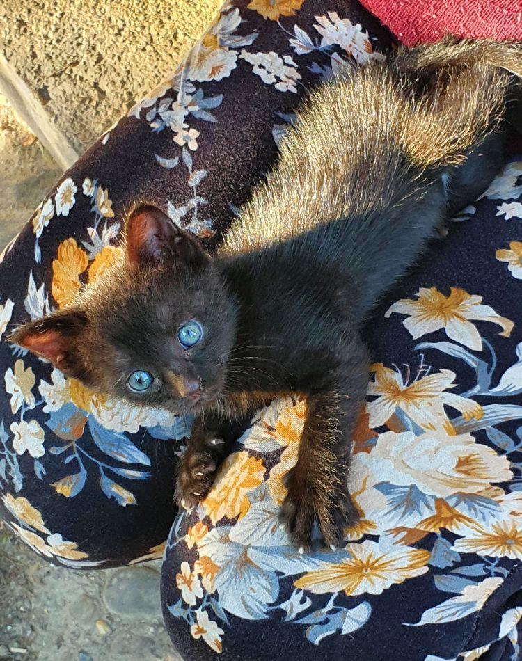 Pisoi pt adoptie