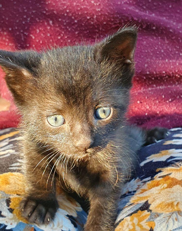 Pisoi pt adoptie
