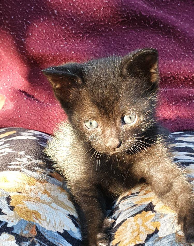 Pisoi pt adoptie