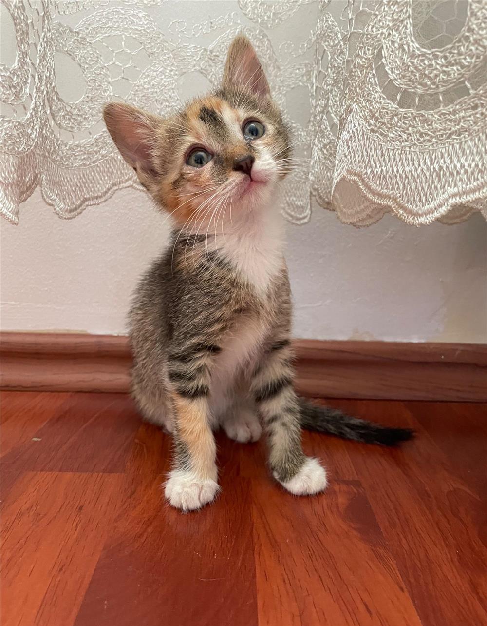 Pisoi spre adoptie