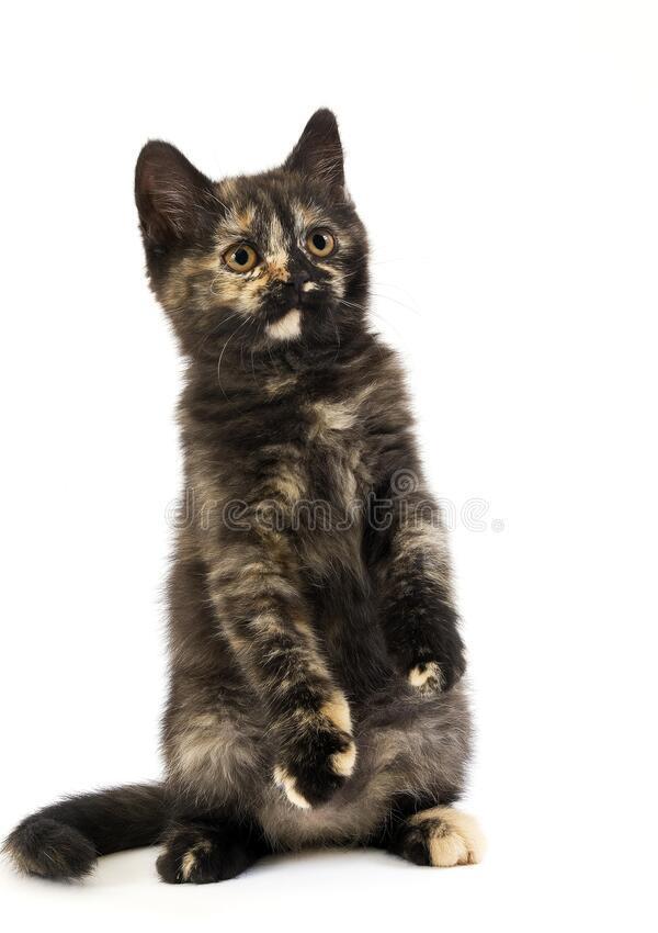 pisoiasi british tortie