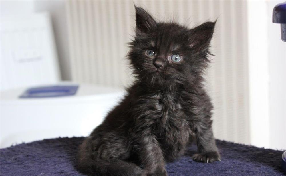pisoiasi maine coon superbi
