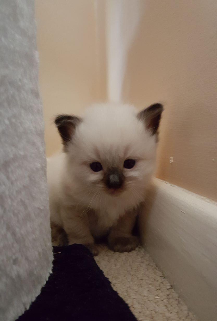 pisoiasi superi ragdoll
