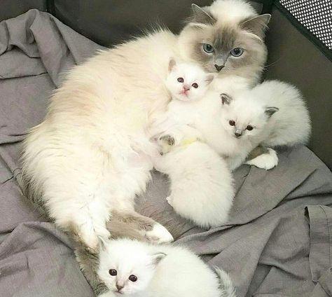 pisoiasi superi ragdoll