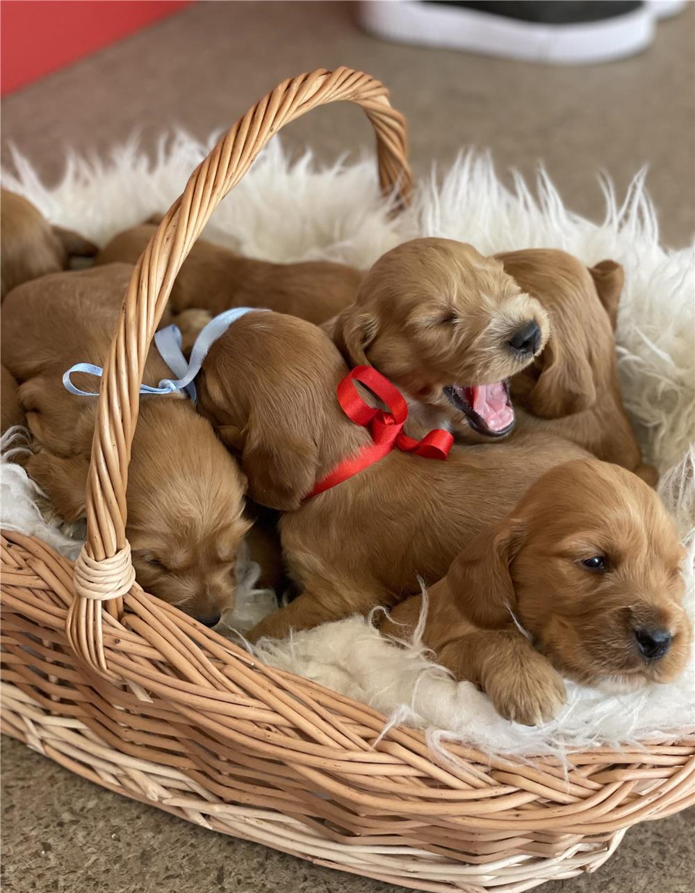 Piu de cocker spaniel englez