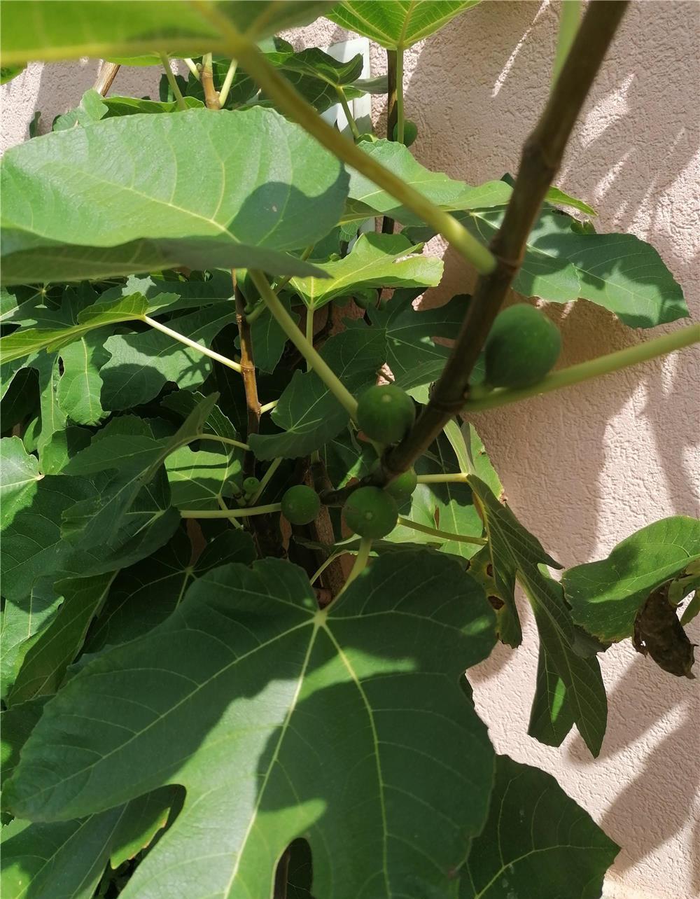 Plante
