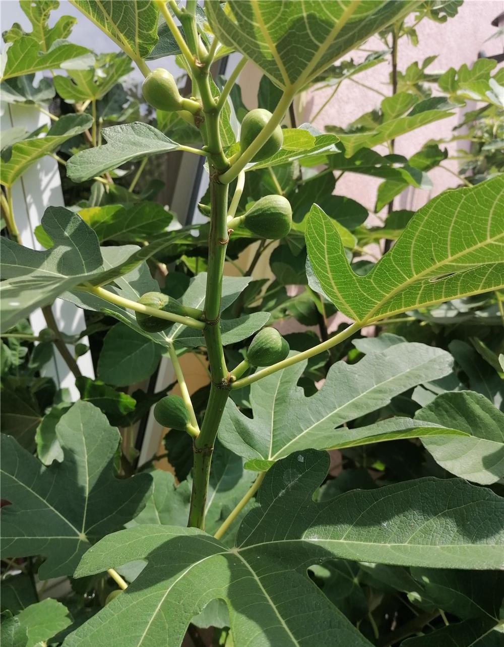 Plante