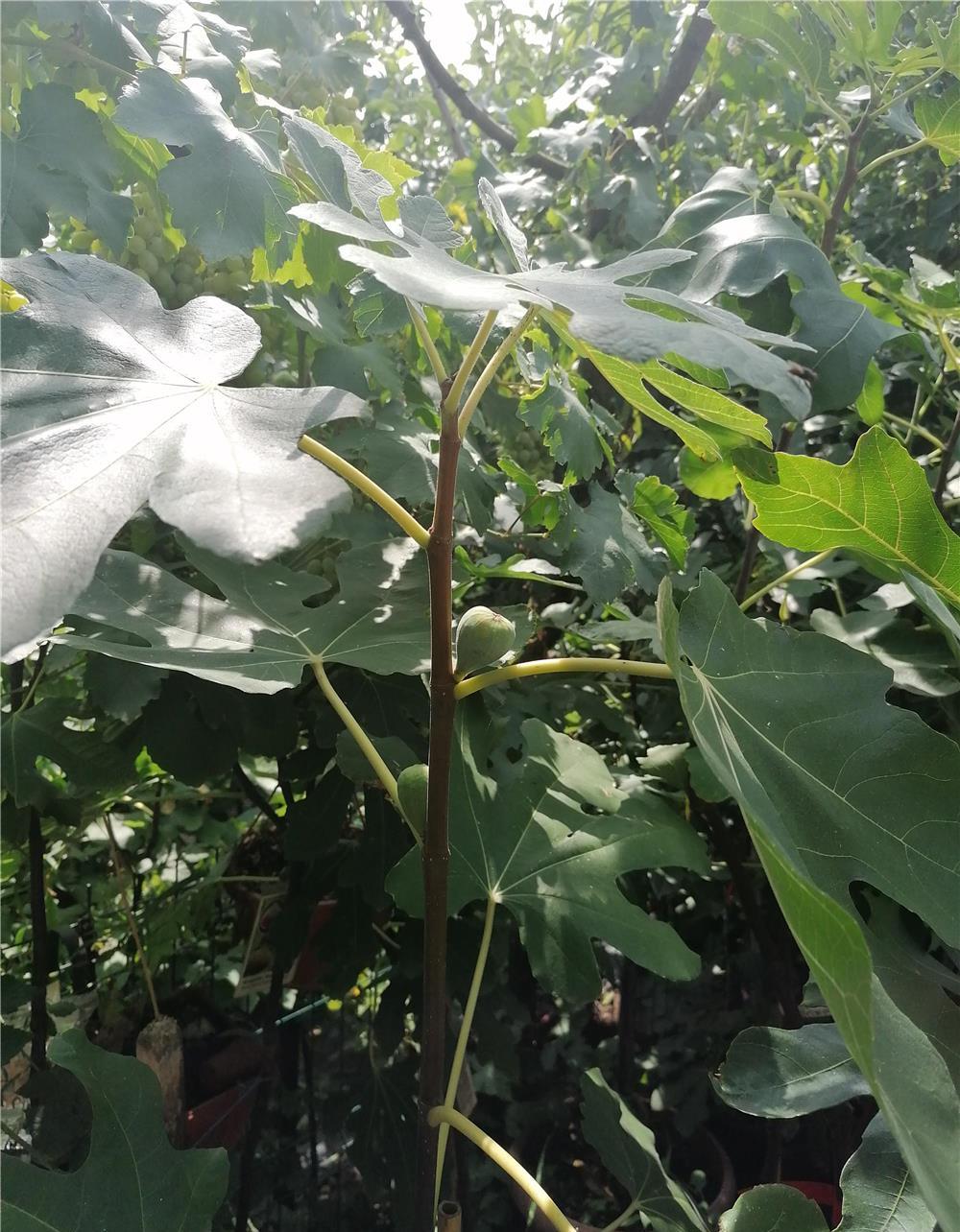 Plante