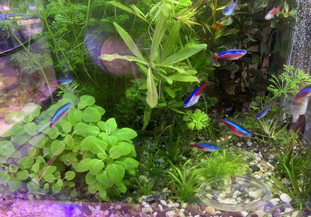 Plante acvariu