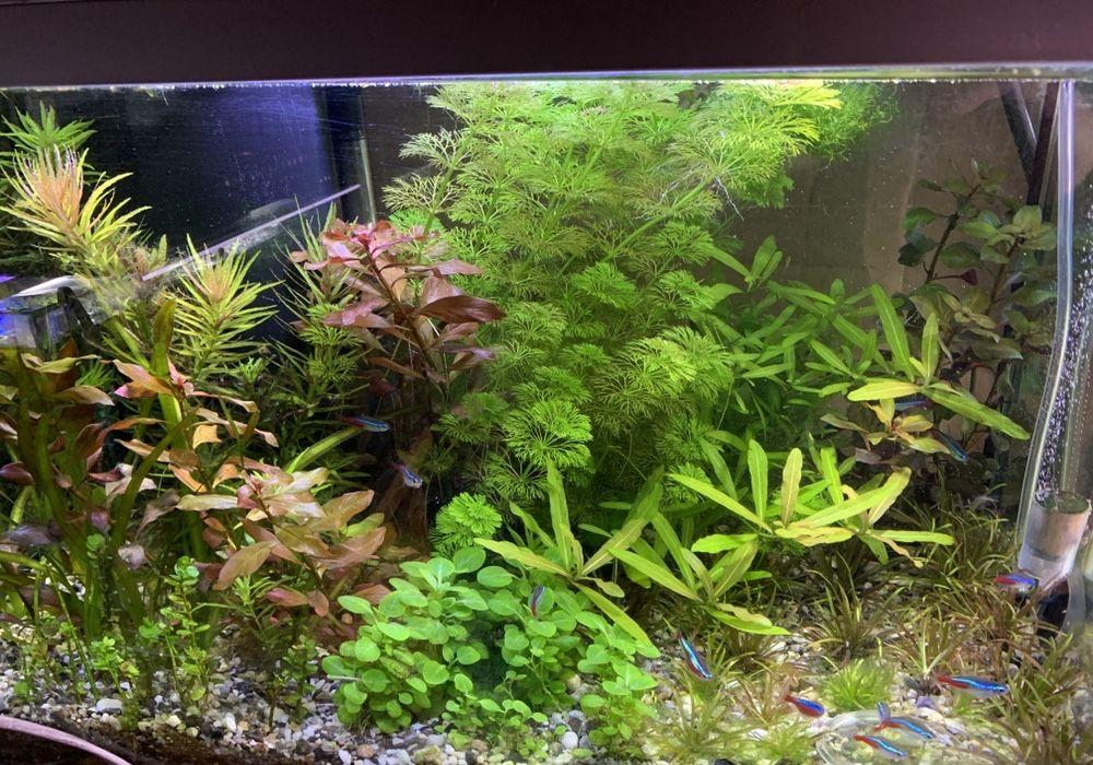 Plante acvariu