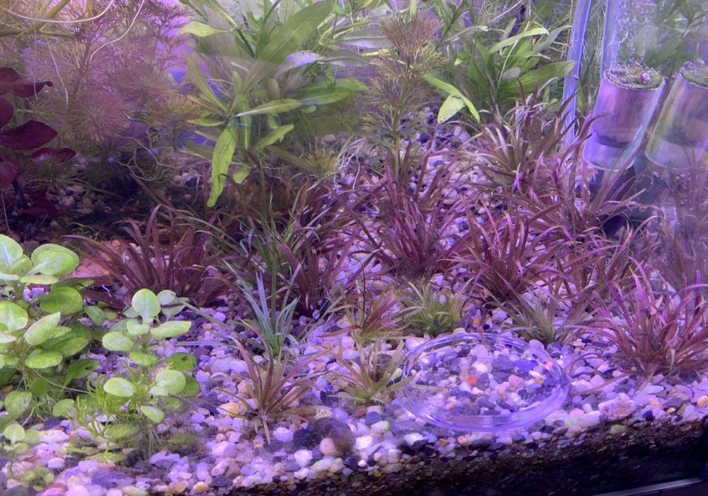 Plante acvariu