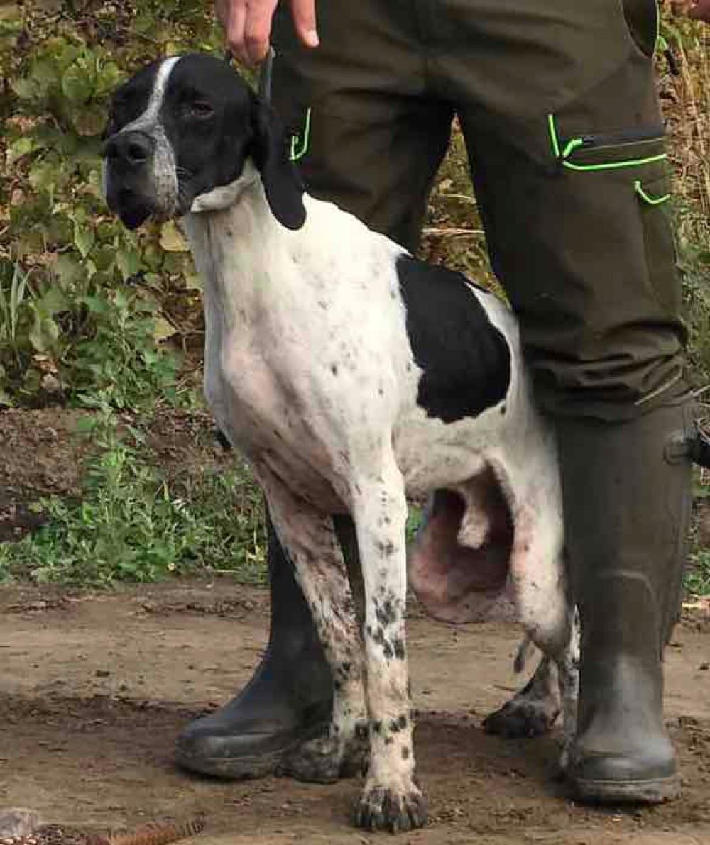 Pointer englez pentru monta