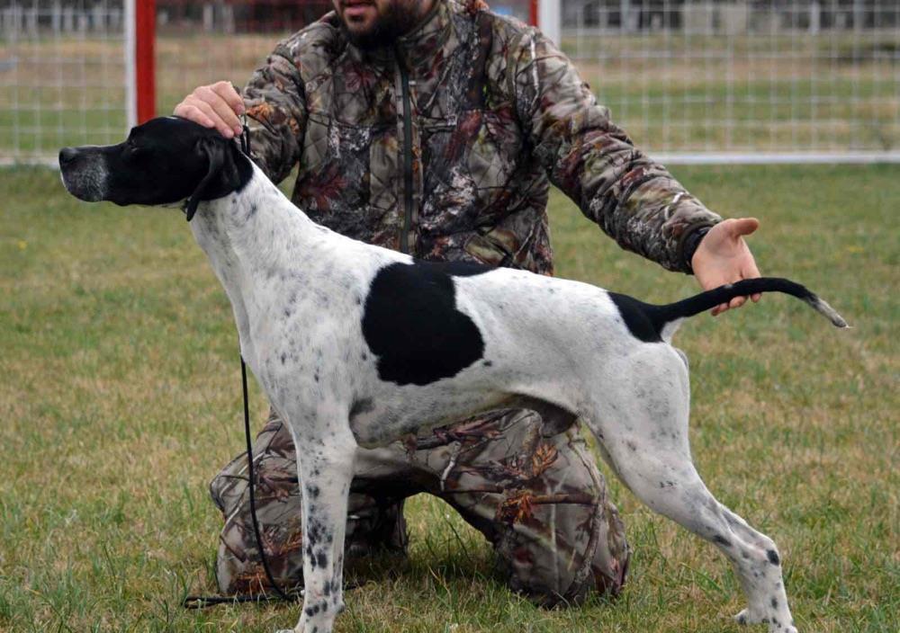 Pointer englez pentru monta