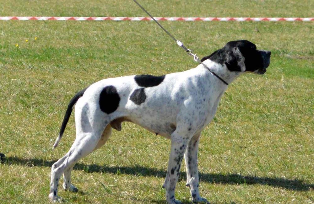 Pointer englez pentru monta
