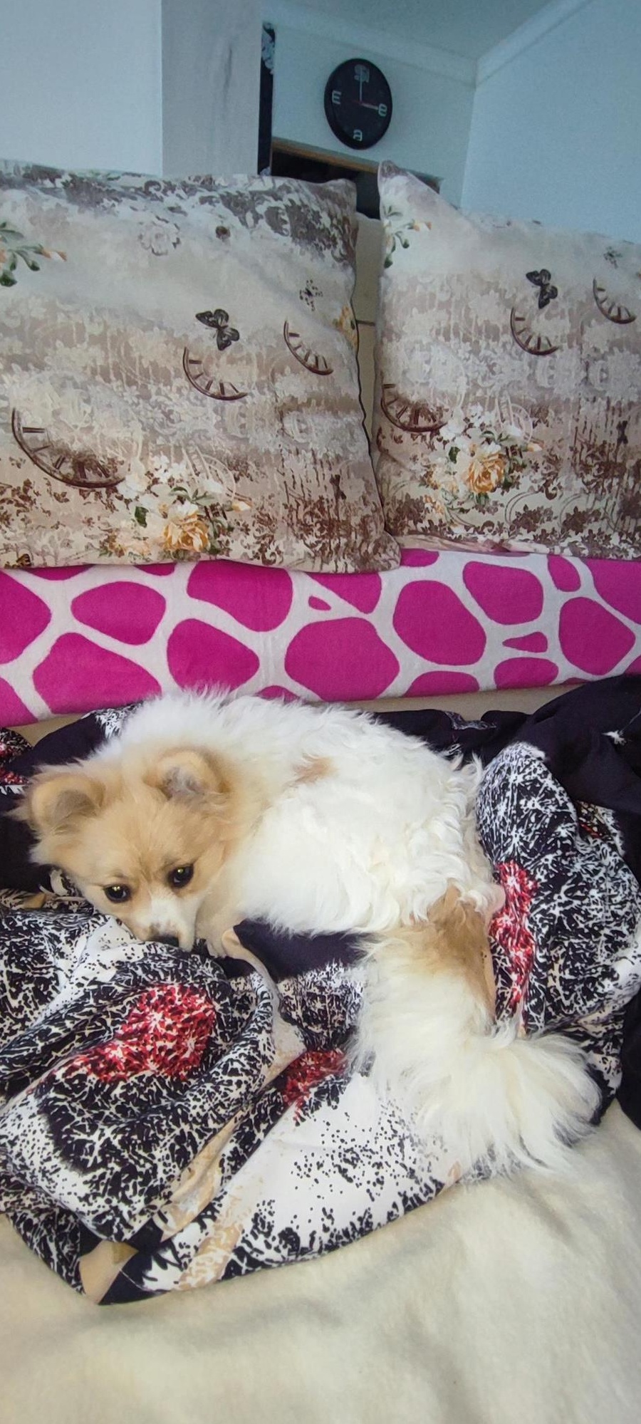 Pomeranian