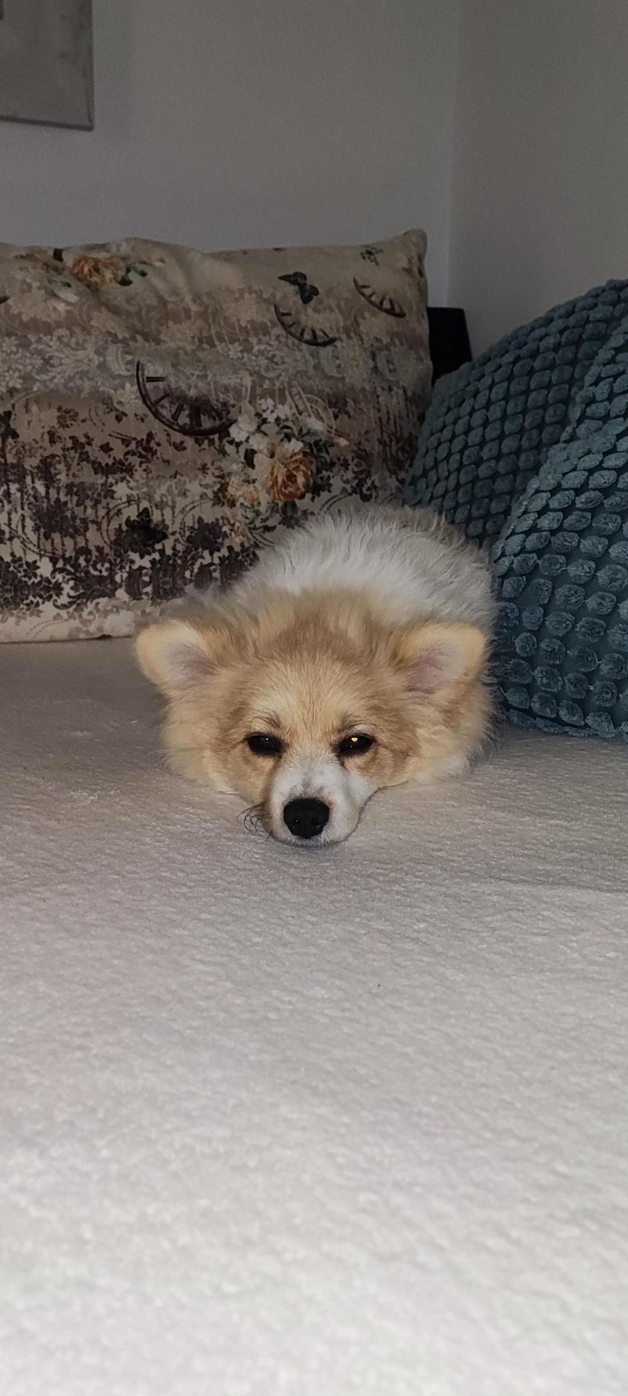 Pomeranian
