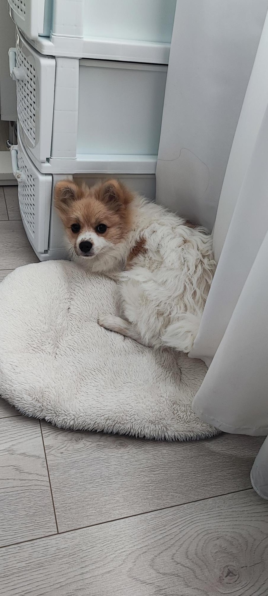 Pomeranian