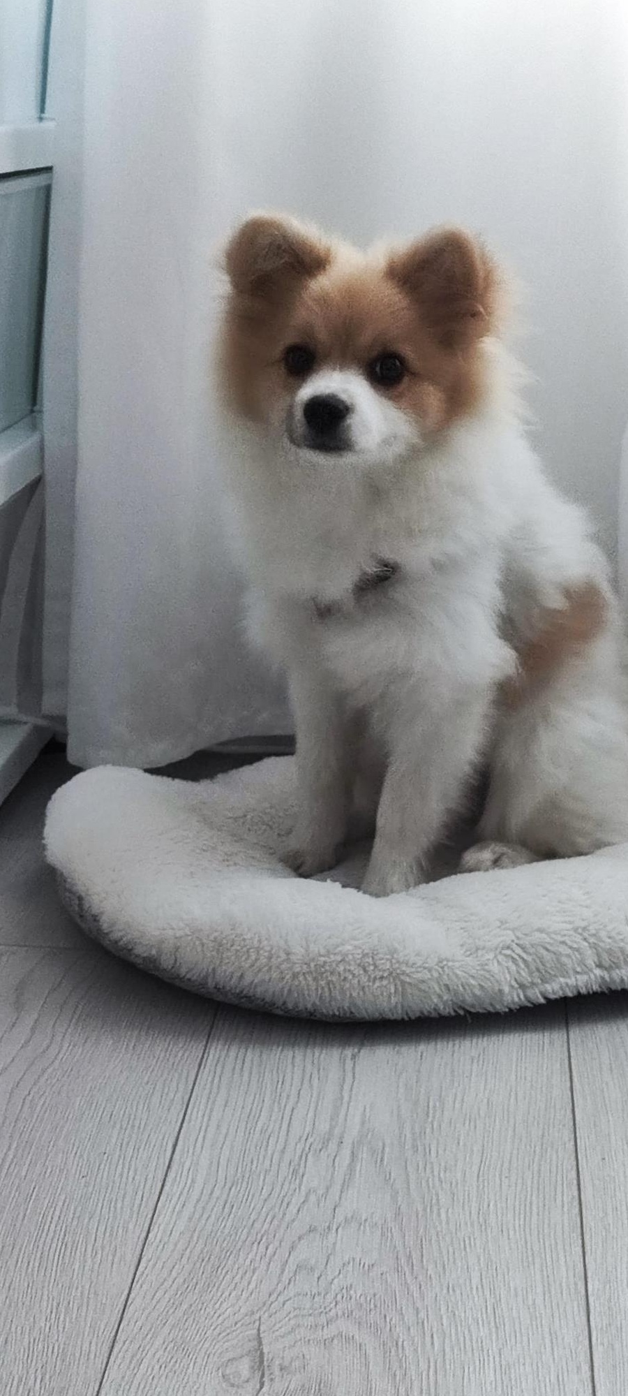 Pomeranian
