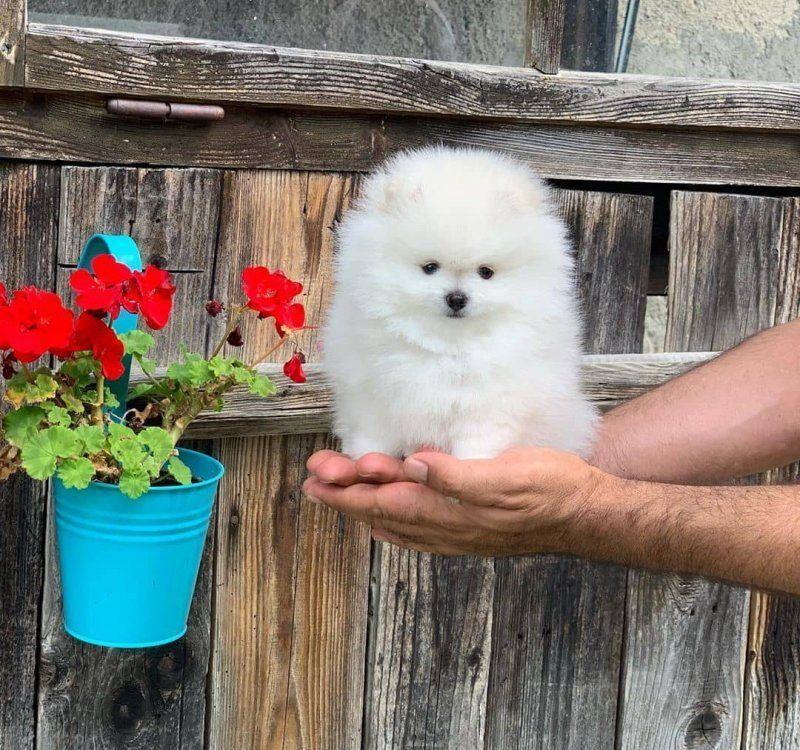 Pomeranian Alb si Maro, talie Toy, garantie, factura fiscala, transport autorizat