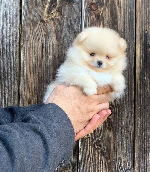 Pomeranian Alb si Maro, talie Toy, garantie, factura fiscala, transport autorizat