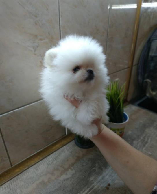 Pomeranian Alb si Maro, talie Toy, garantie, factura fiscala, transport autorizat