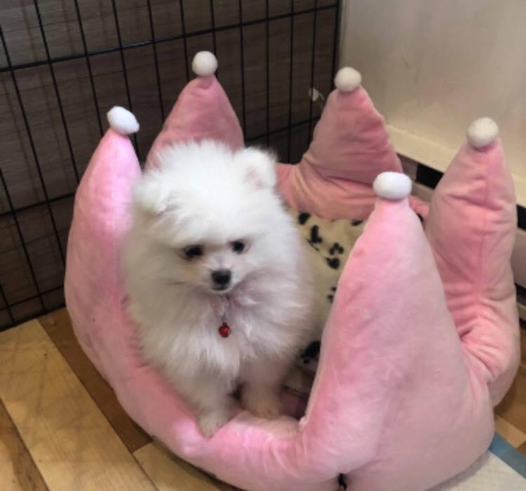 Pomeranian Alb si Maro, talie Toy, garantie, factura fiscala, transport autorizat