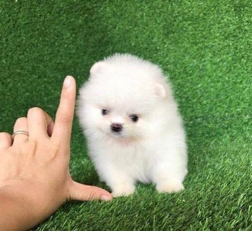 Pomeranian Alb talie Mini - factura fiscala - garantie veterinara