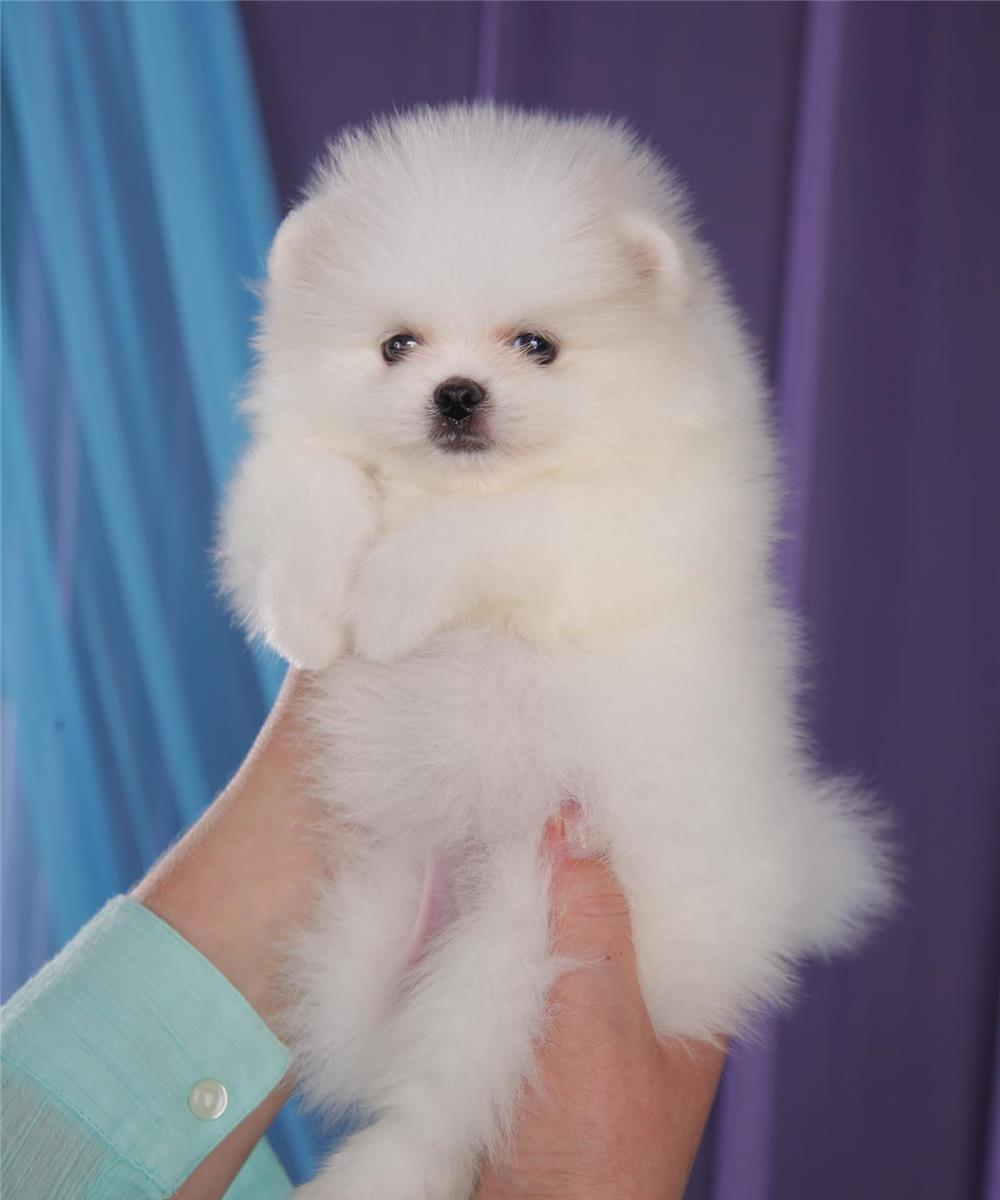 Pomeranian Alb talie Mini - factura fiscala - garantie veterinara