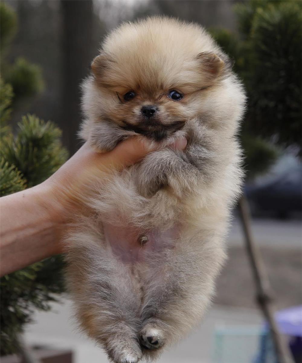 Pomeranian Alb talie Mini - factura fiscala - garantie veterinara