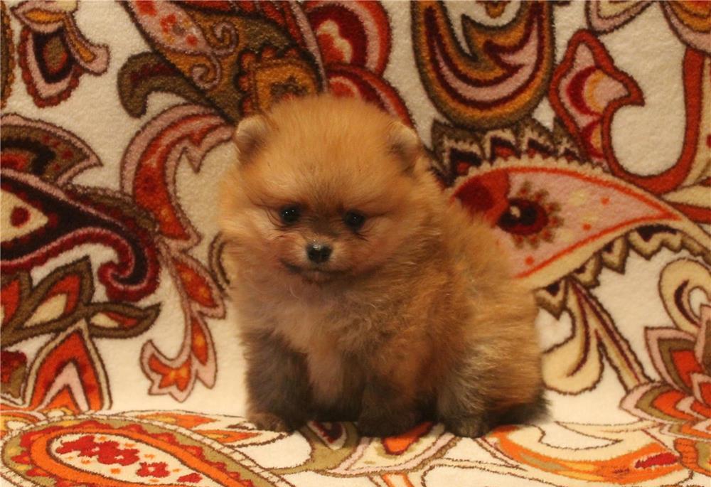 Pomeranian Alb talie Mini - factura fiscala - garantie veterinara