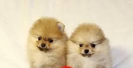 Pomeranian boo