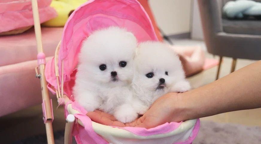 Pomeranian boo