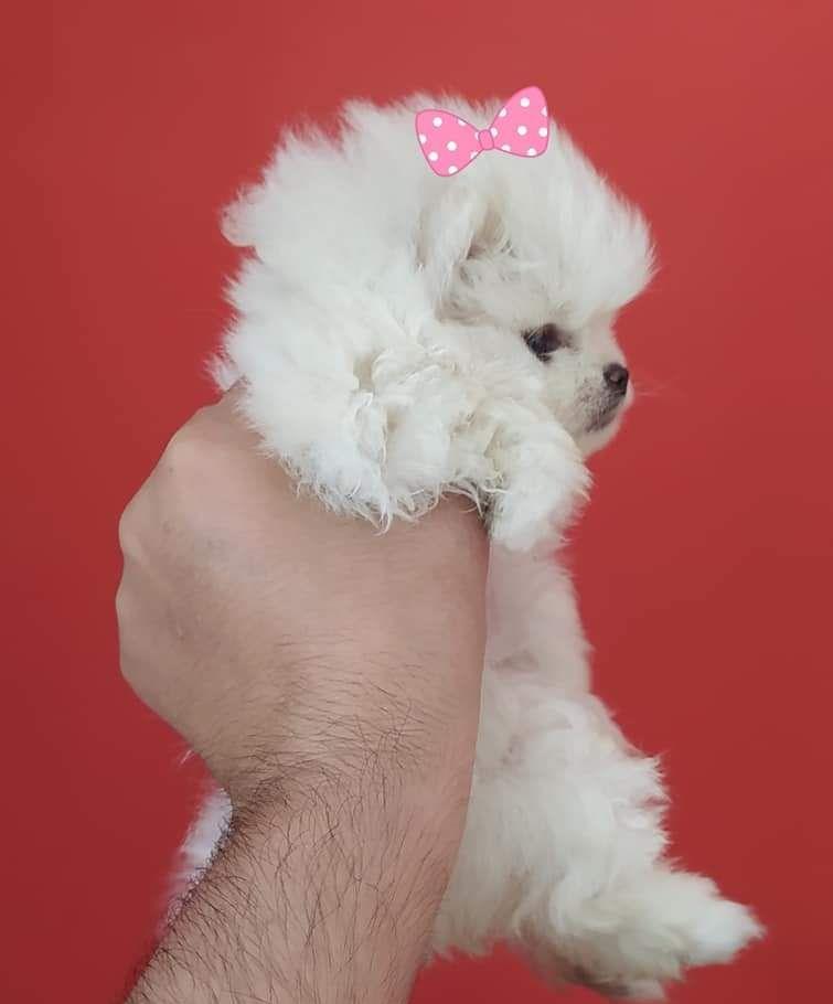 Pomeranian boo