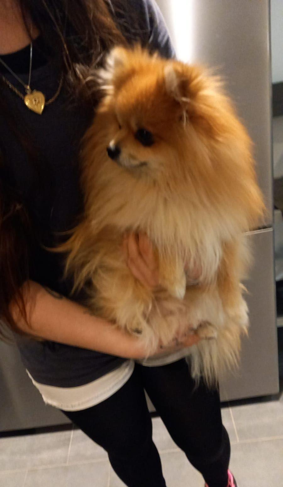Pomeranian boo