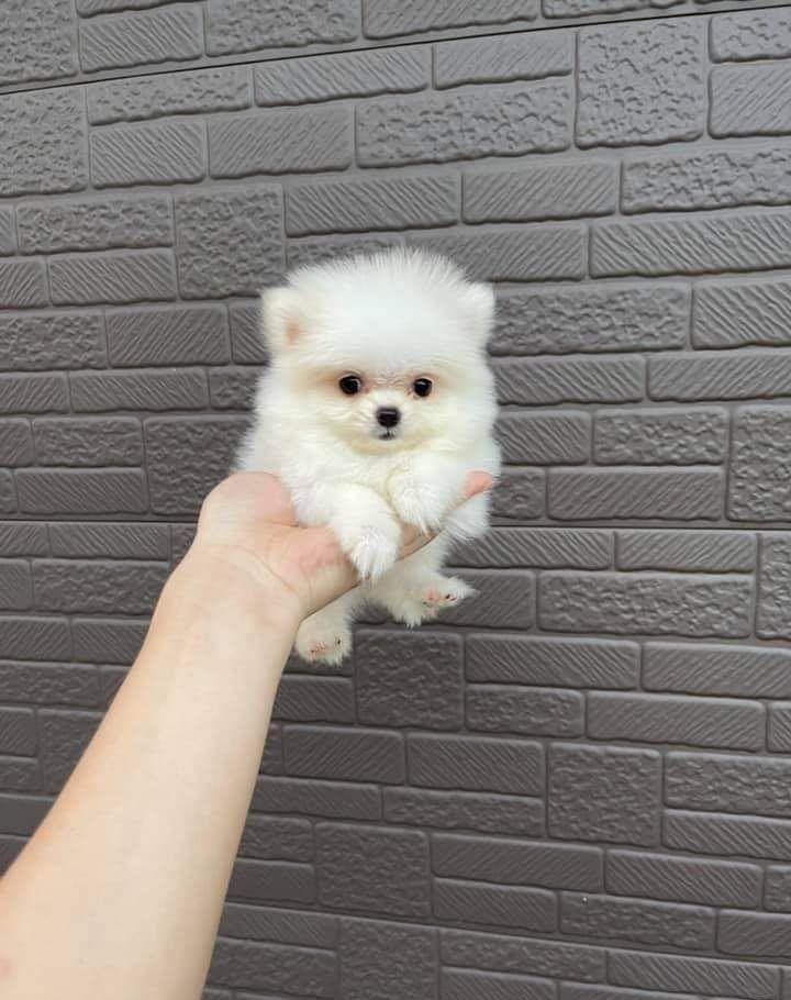 Pomeranian boo de show și breding