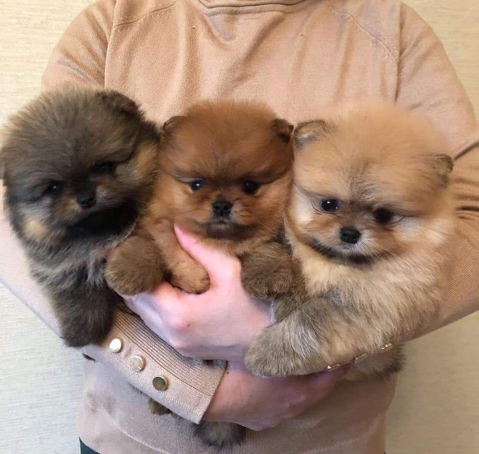 Pomeranian boo de show și breding
