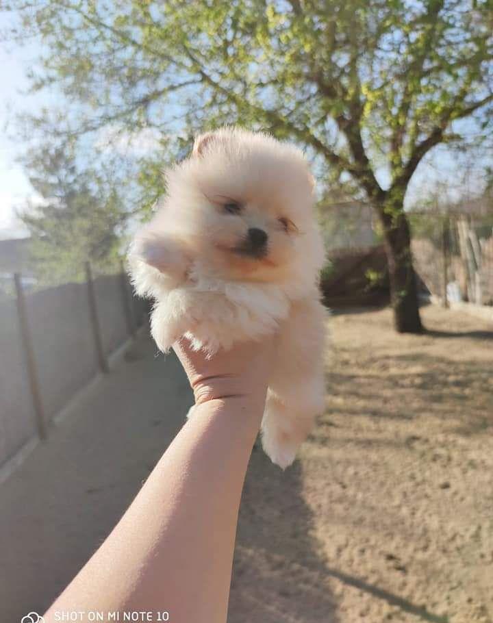 Pomeranian boo de show și breding
