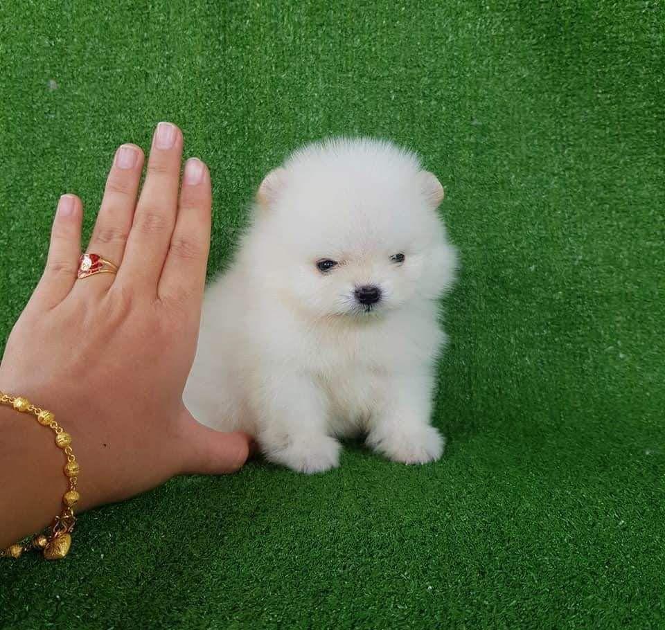 Pomeranian boo de show și breding
