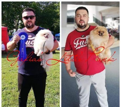 Pomeranian cu pedigree