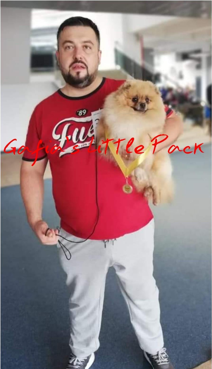 Pomeranian cu pedigree