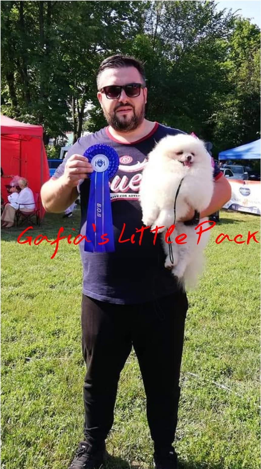 Pomeranian cu pedigree