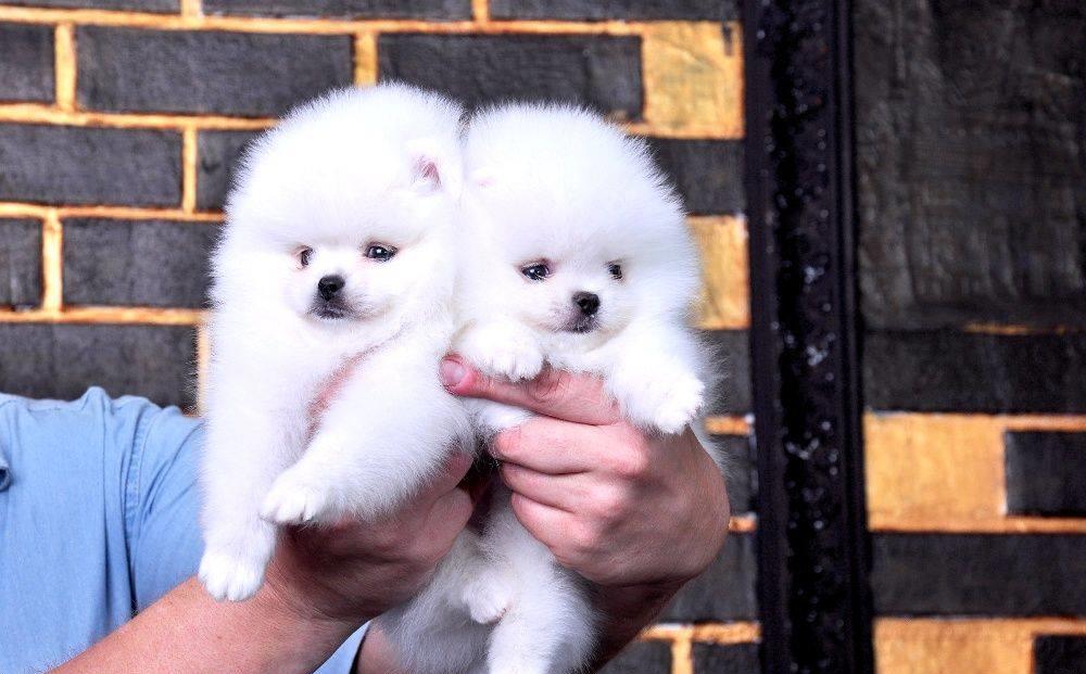 Pomeranian  - Cumpara originalul -  Toy autentic, genetica pura, garantie, factura fiscala