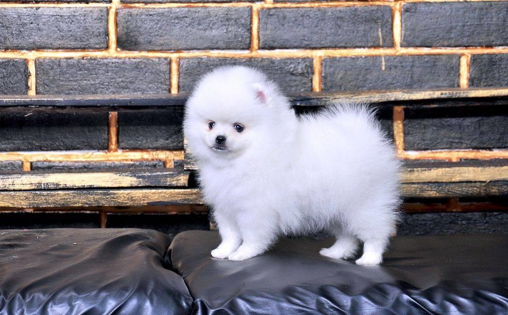 Pomeranian  - Cumpara originalul -  Toy autentic, genetica pura, garantie, factura fiscala