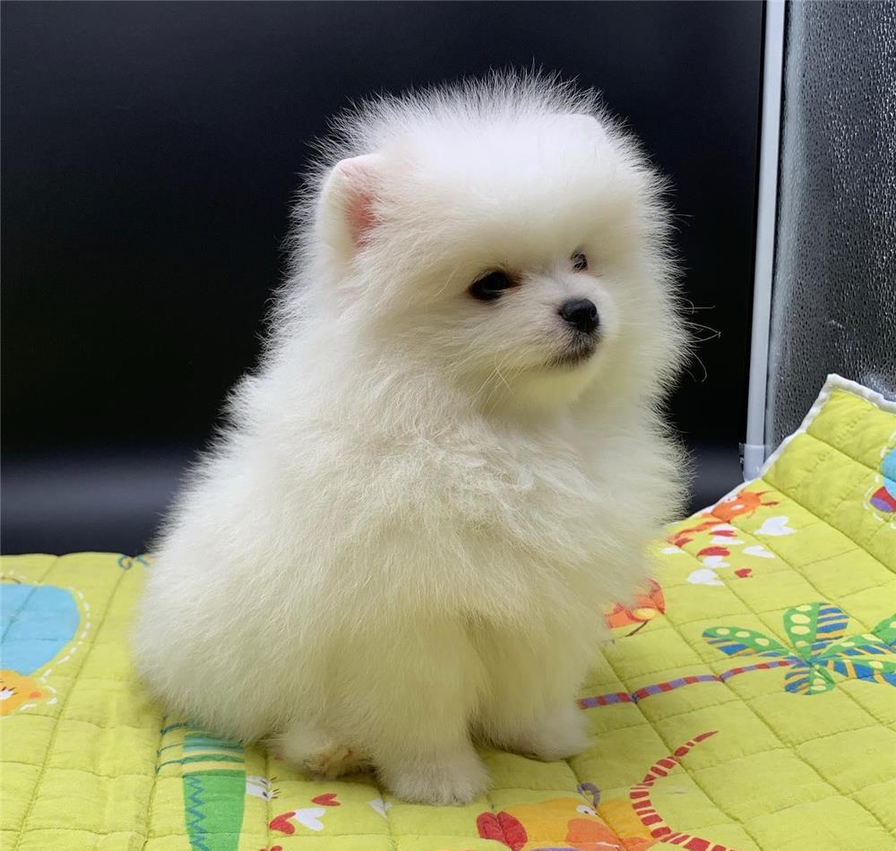 Pomeranian  - Cumpara originalul -  Toy autentic, genetica pura, garantie, factura fiscala