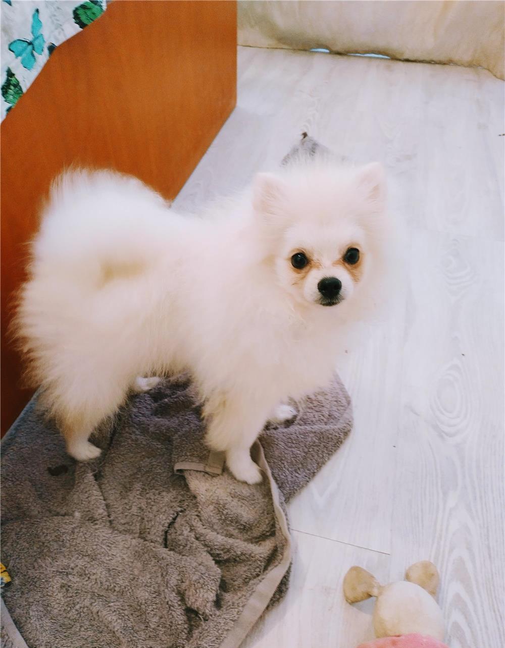 Pomeranian mascul