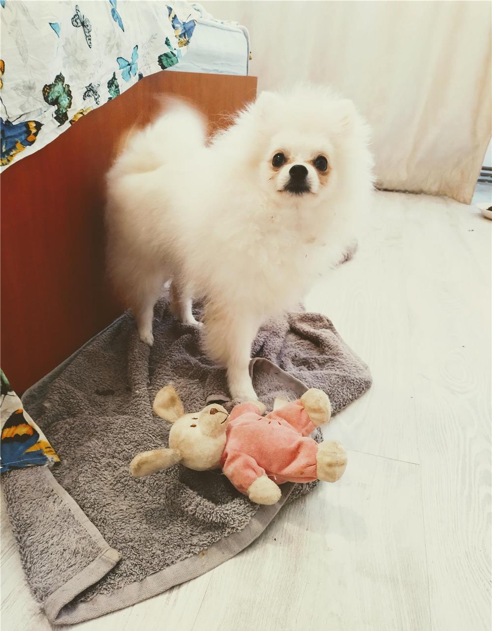 Pomeranian mascul