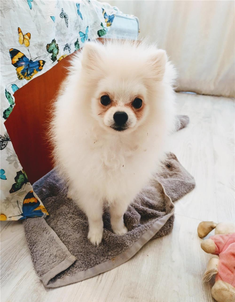 Pomeranian mascul